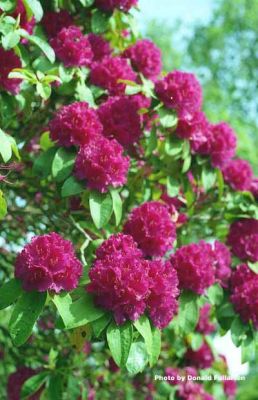 Bonnie purple
